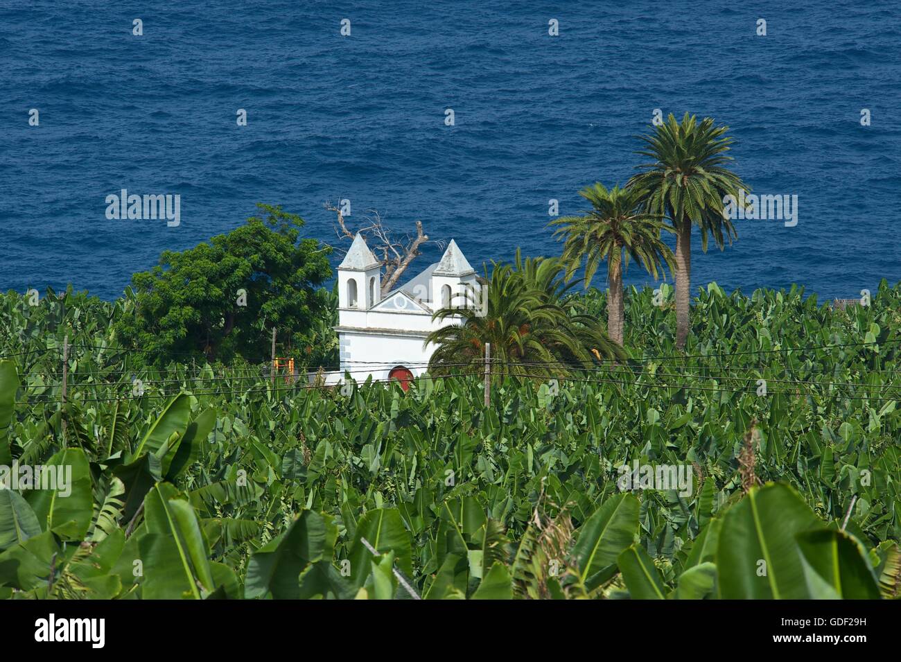 Banana plantation, La Palma, Canaries, Spain Stock Photo Alamy