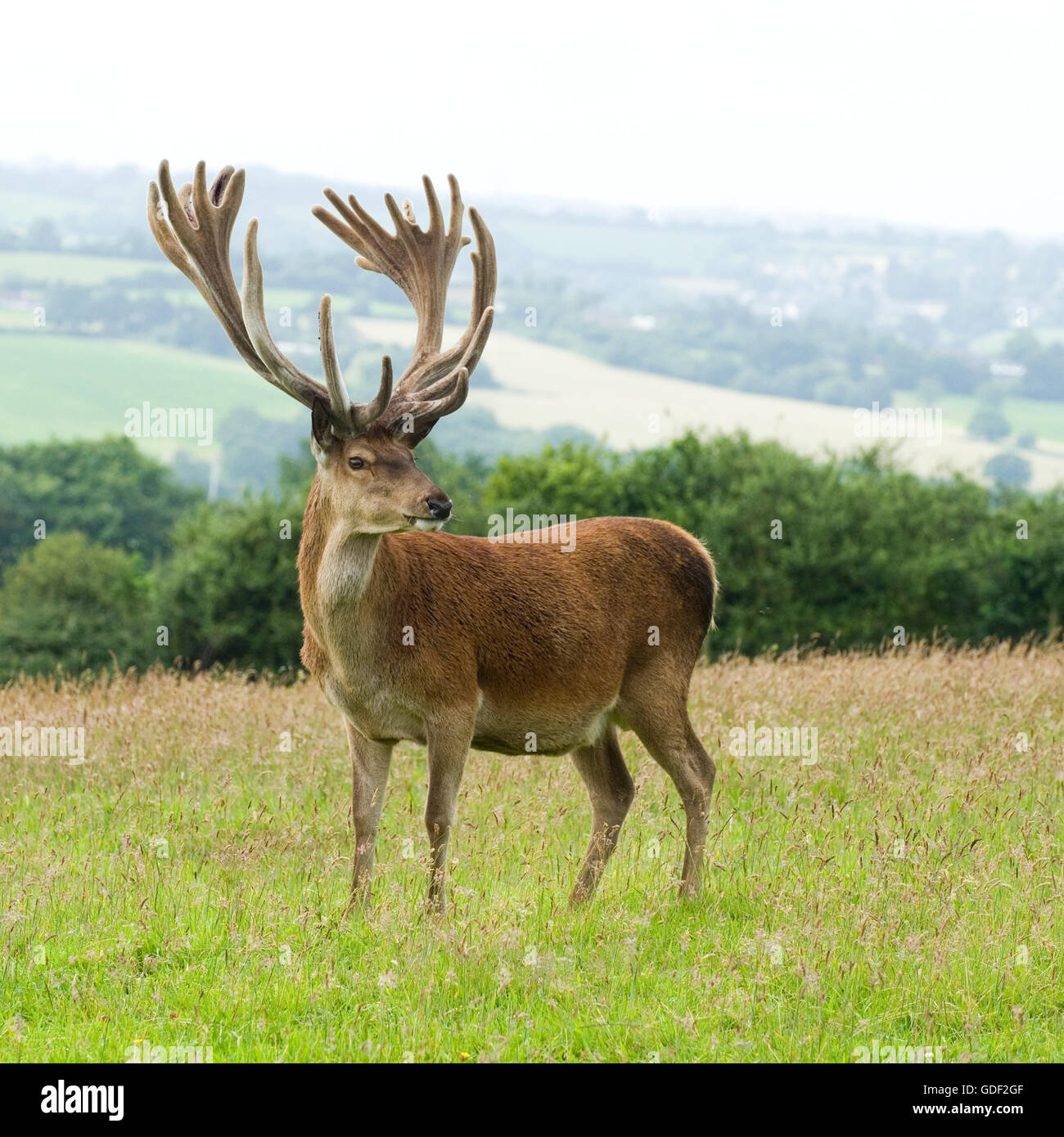 red deer stag Stock Photo