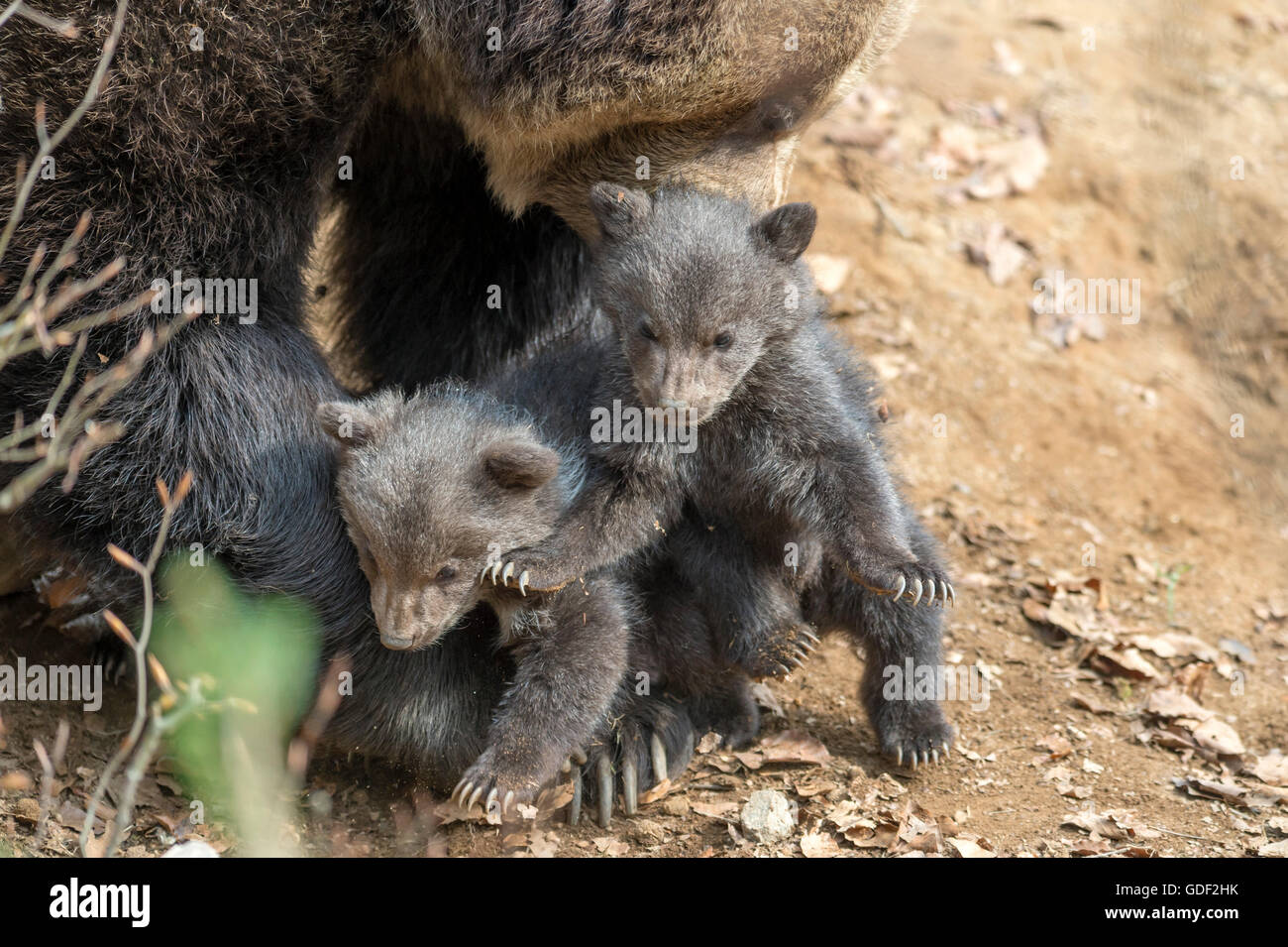Brown Bears, female with cubs (Ursus arctos Stock Photo - Alamy