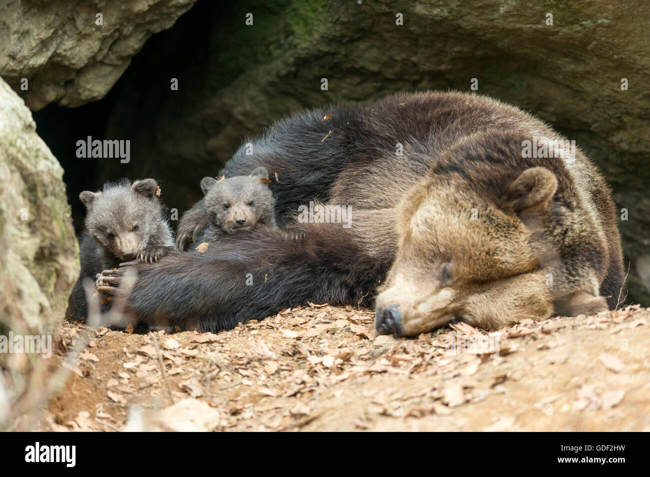 Brown Bears, female with cubs (Ursus arctos Stock Photo - Alamy