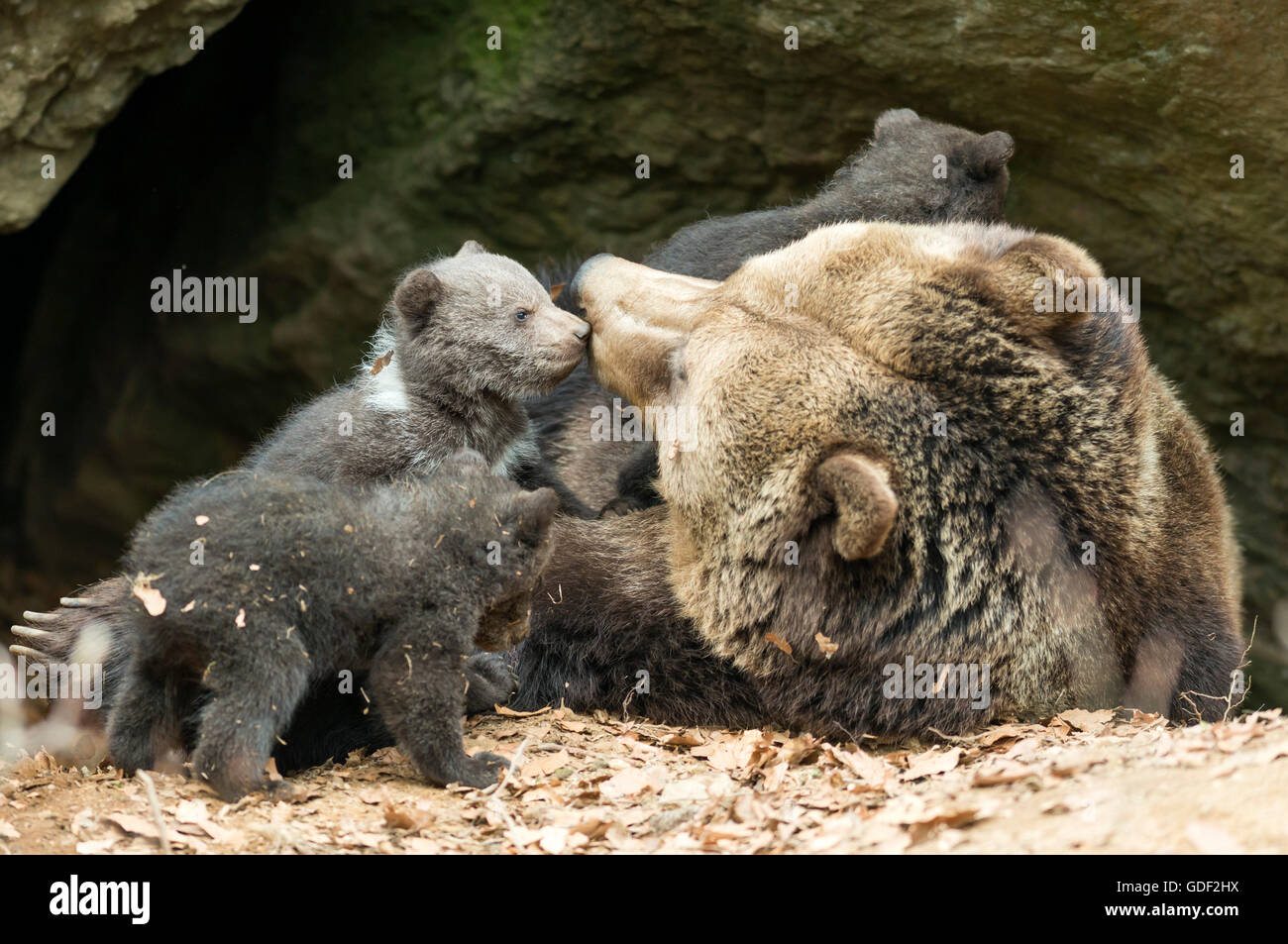Brown Bears, female with cubs (Ursus arctos Stock Photo - Alamy