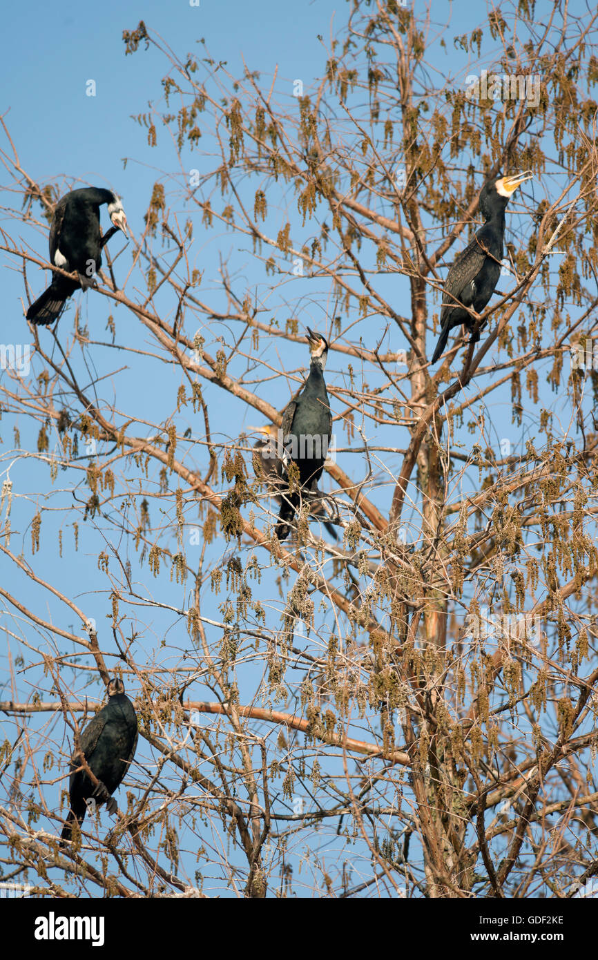 great black cormorant (Phalacrocorax carbo), Germany Stock Photo