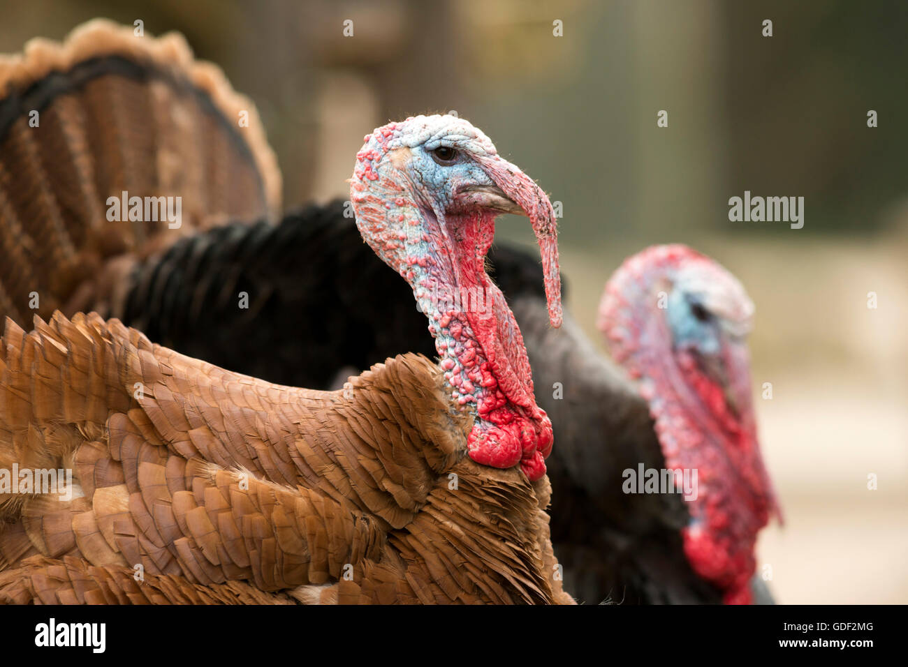 Domestic Turkeys Stock Photo - Alamy