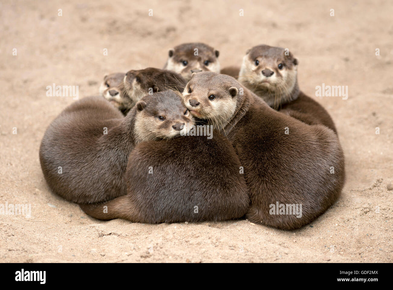 Oriental small-clawed otter (Aonyx cinerea) Stock Photo