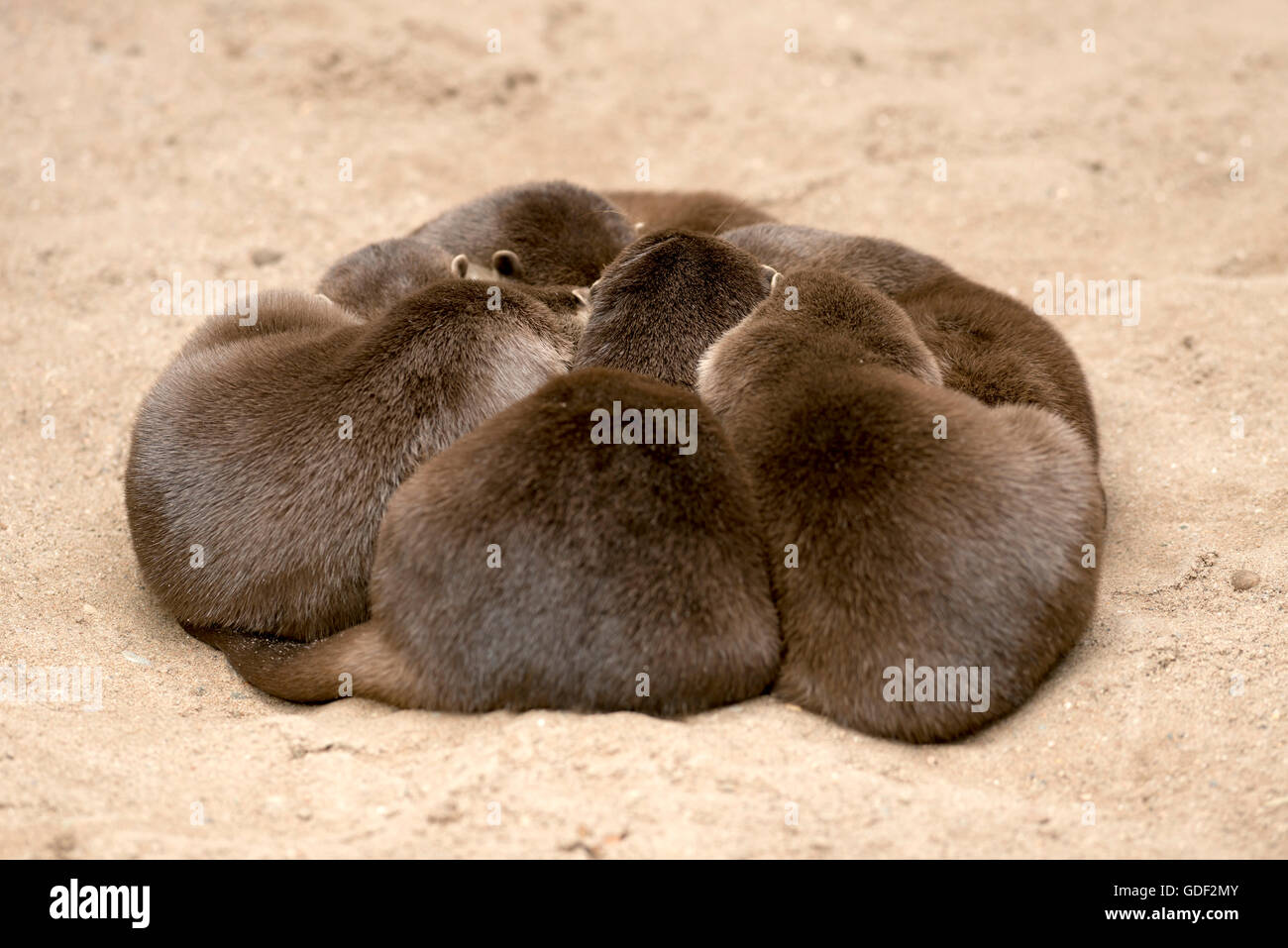 Oriental small-clawed otter (Aonyx cinerea) Stock Photo