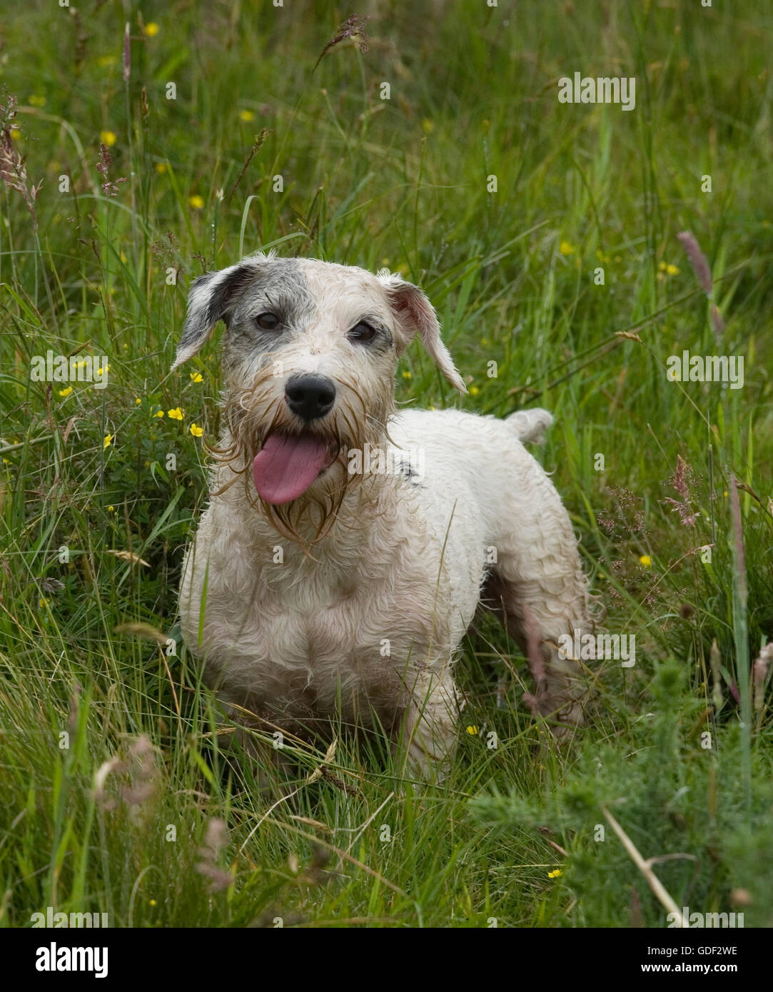 Sealyham puppy 2025