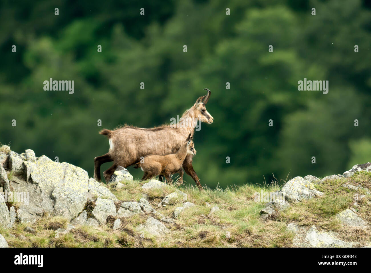 Chamois with young, (Rupicapra rupicapra), Vosges, France Stock Photo