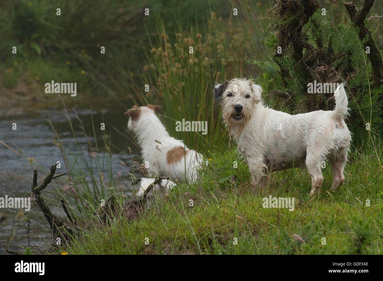 does the sealyham terrier have rabies