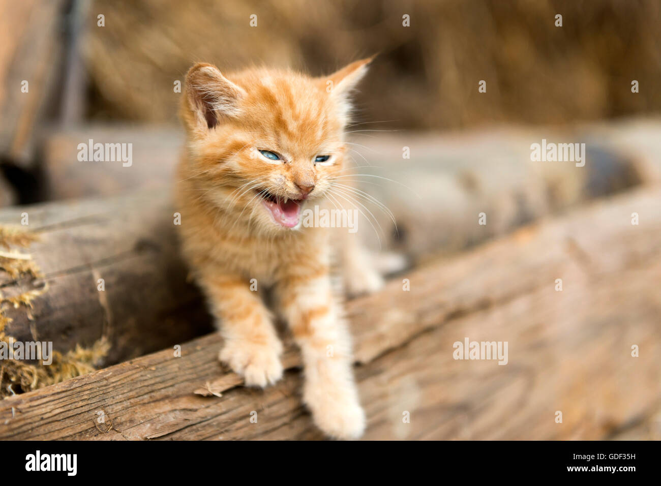 Domestic cat, kitten, Germany Stock Photo Alamy