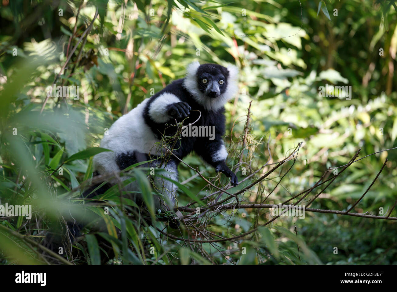 black-and-white ruffed lemur (Varecia variegata), captive Stock Photo