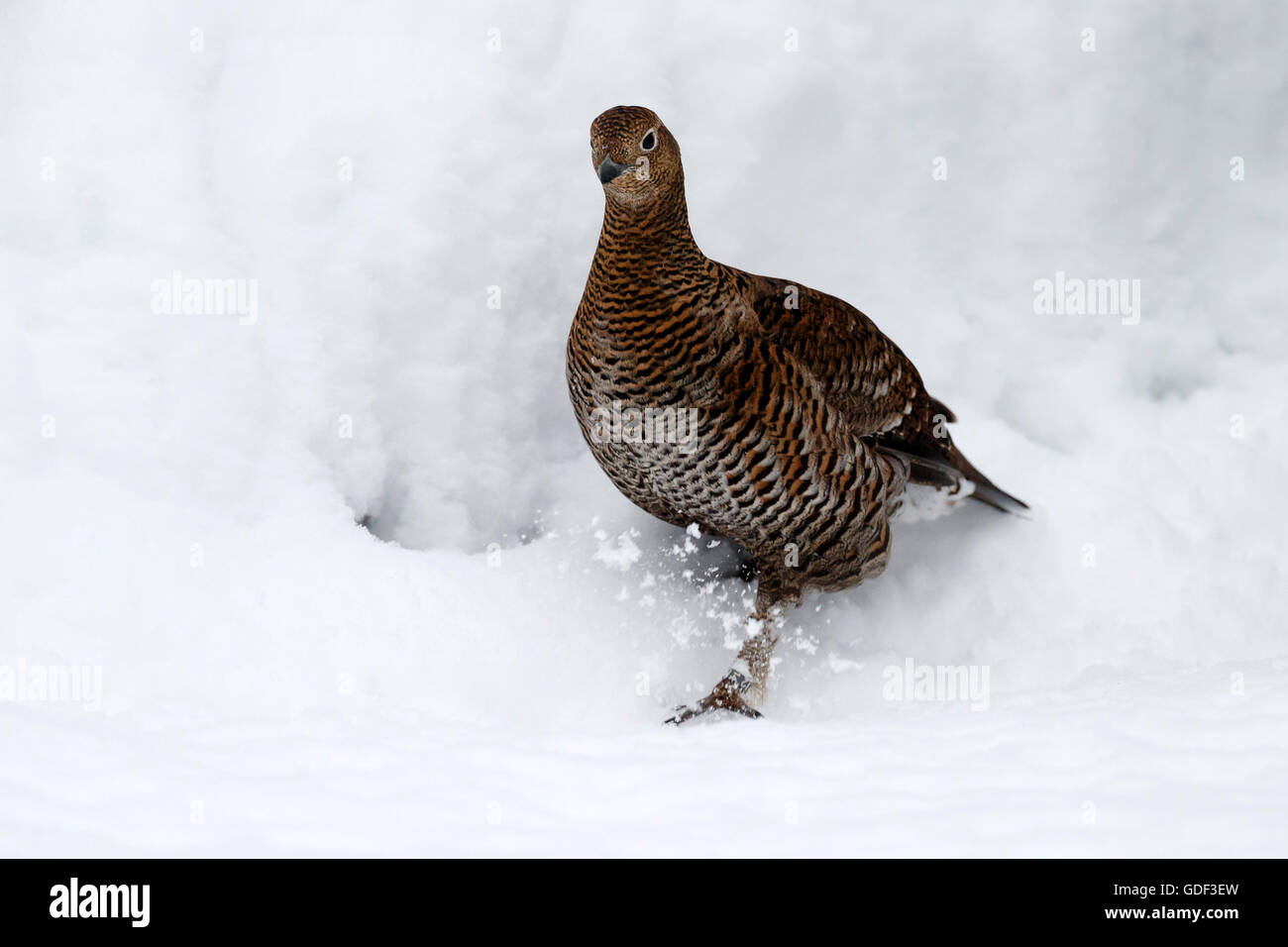 Black Grouse, (Tetrao tetrix), captive Stock Photo