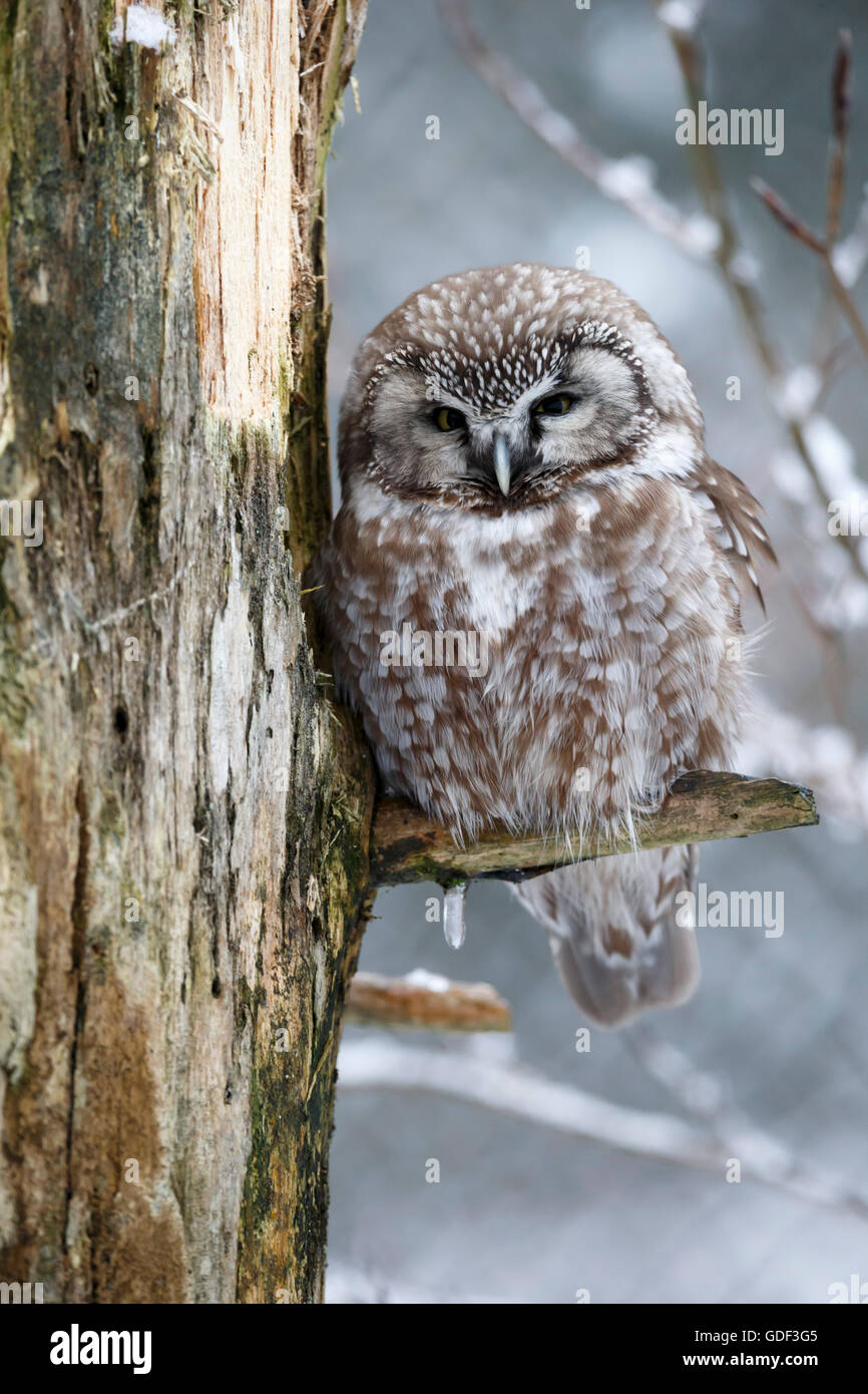 boreal owl, (Aegolius funereus), captive Stock Photo