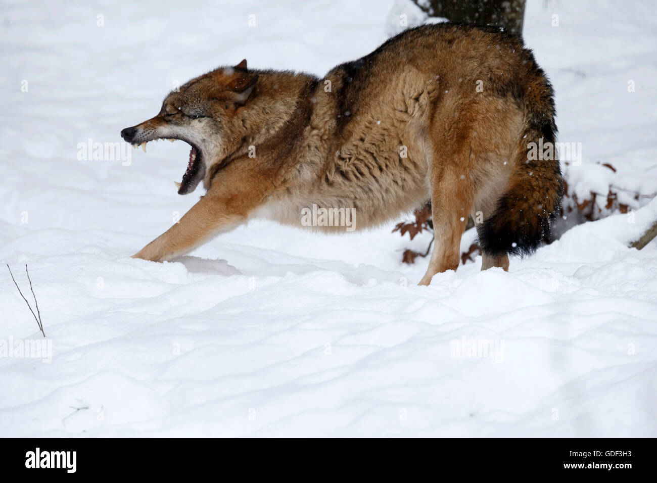 European Wolf, (canis lupus), captive, Nationalpark, Germany, Winter Stock Photo