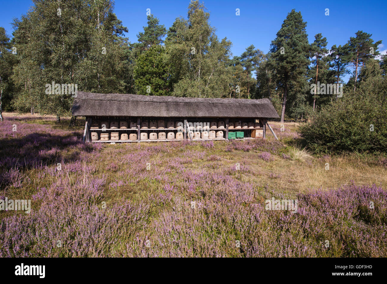Bee Fence with bee hives, Lueneburg Heath Nature Reserve, in Undeloh, Lower Saxony, Germany Stock Photo