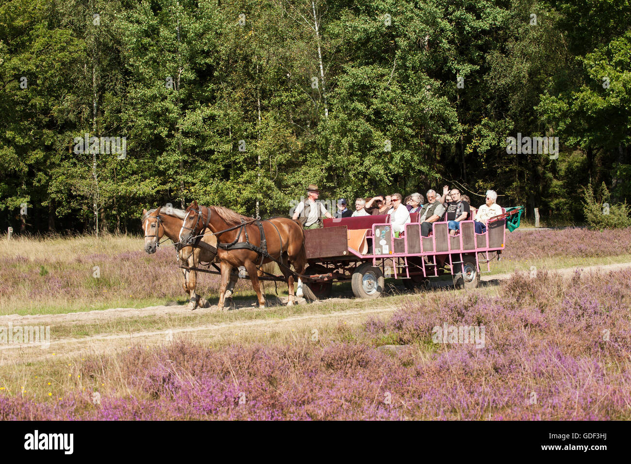 coach ride, Lueneburg Heath Nature Reserve, in Undeloh, Lower Saxony, Germany Stock Photo