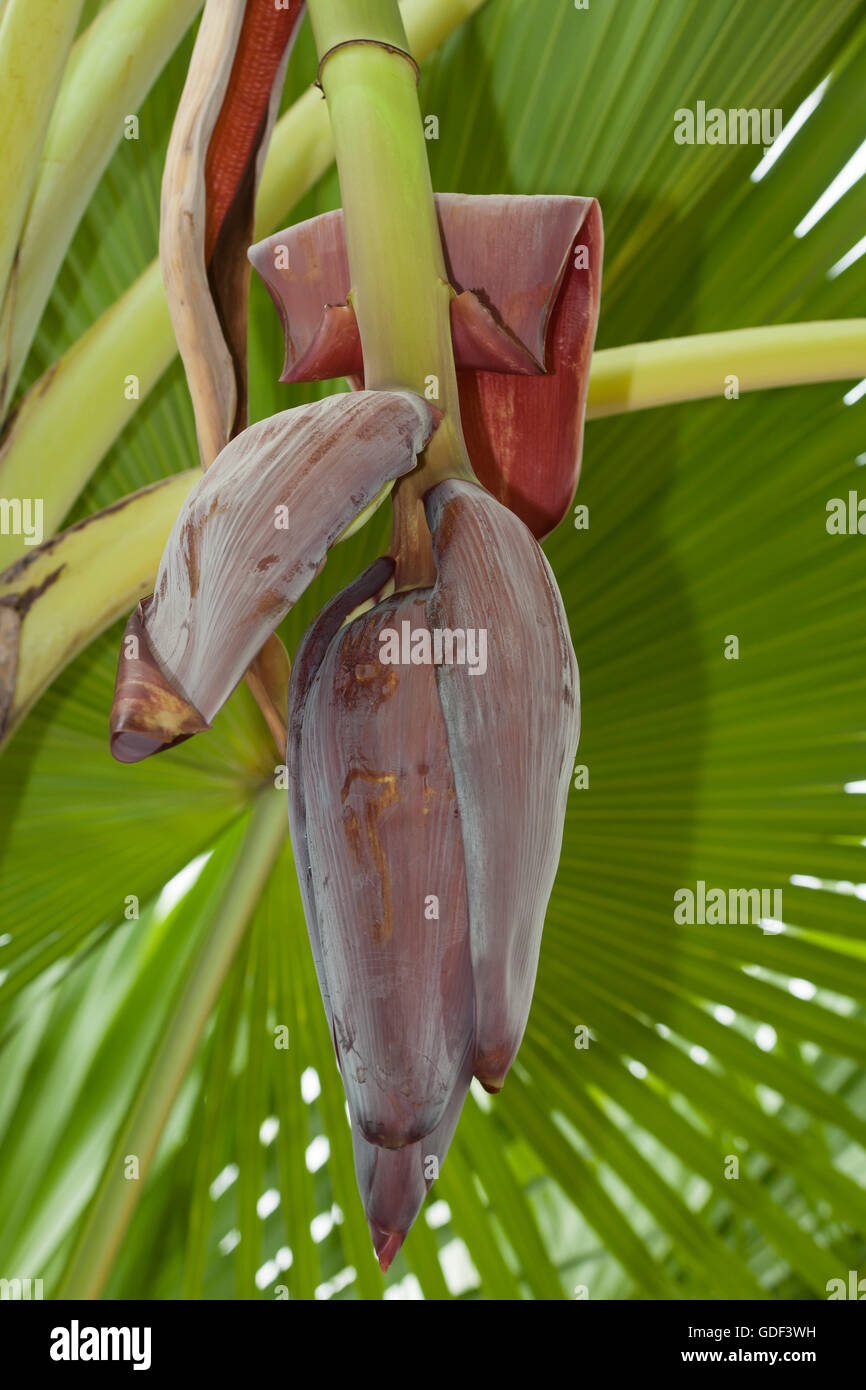 Banana Flower on banana tree (Musa), Ninh Thuan, Vietnam Stock Photo