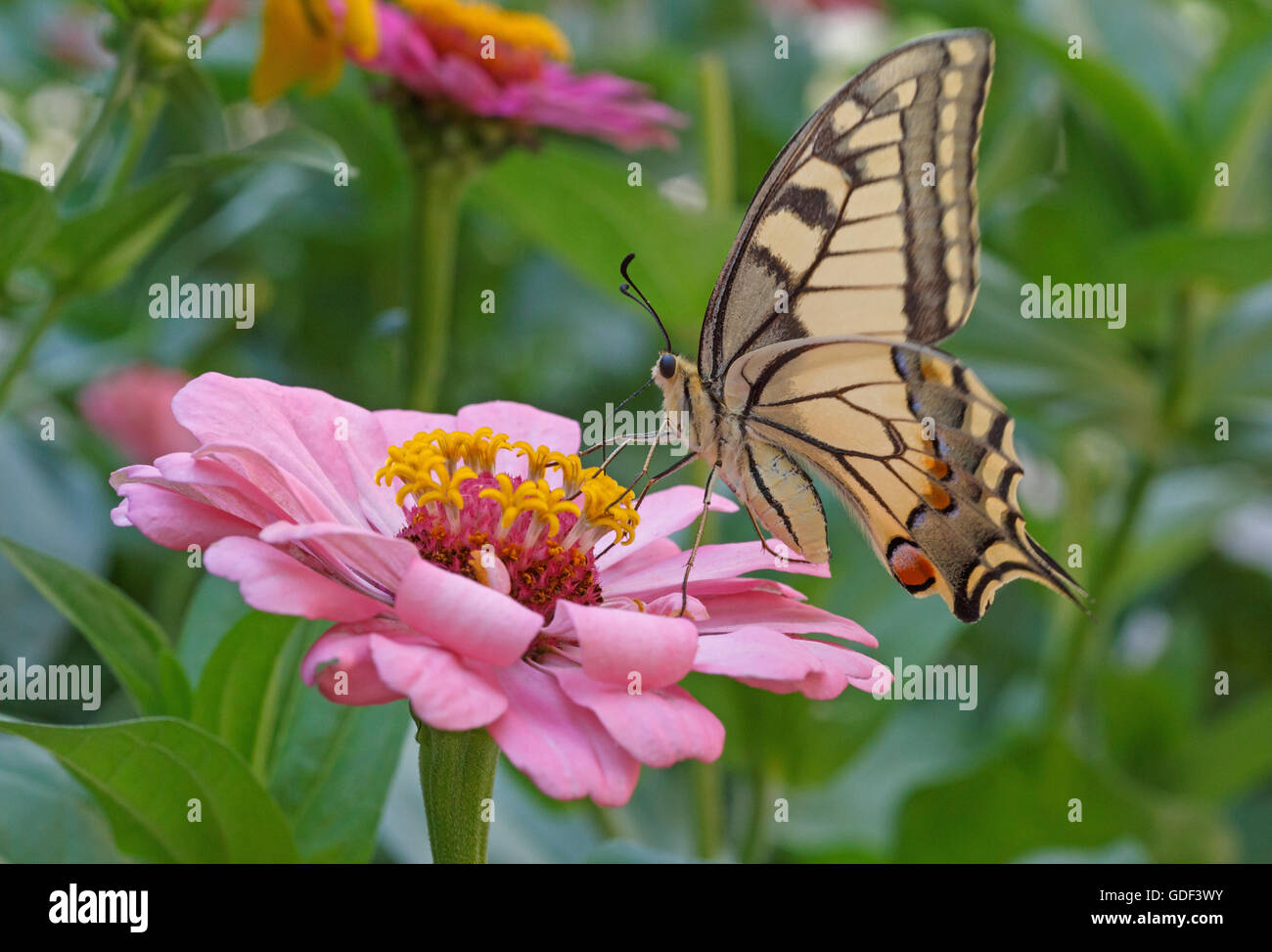 close up of Machaon butterfly on pink zinnia flower Stock Photo