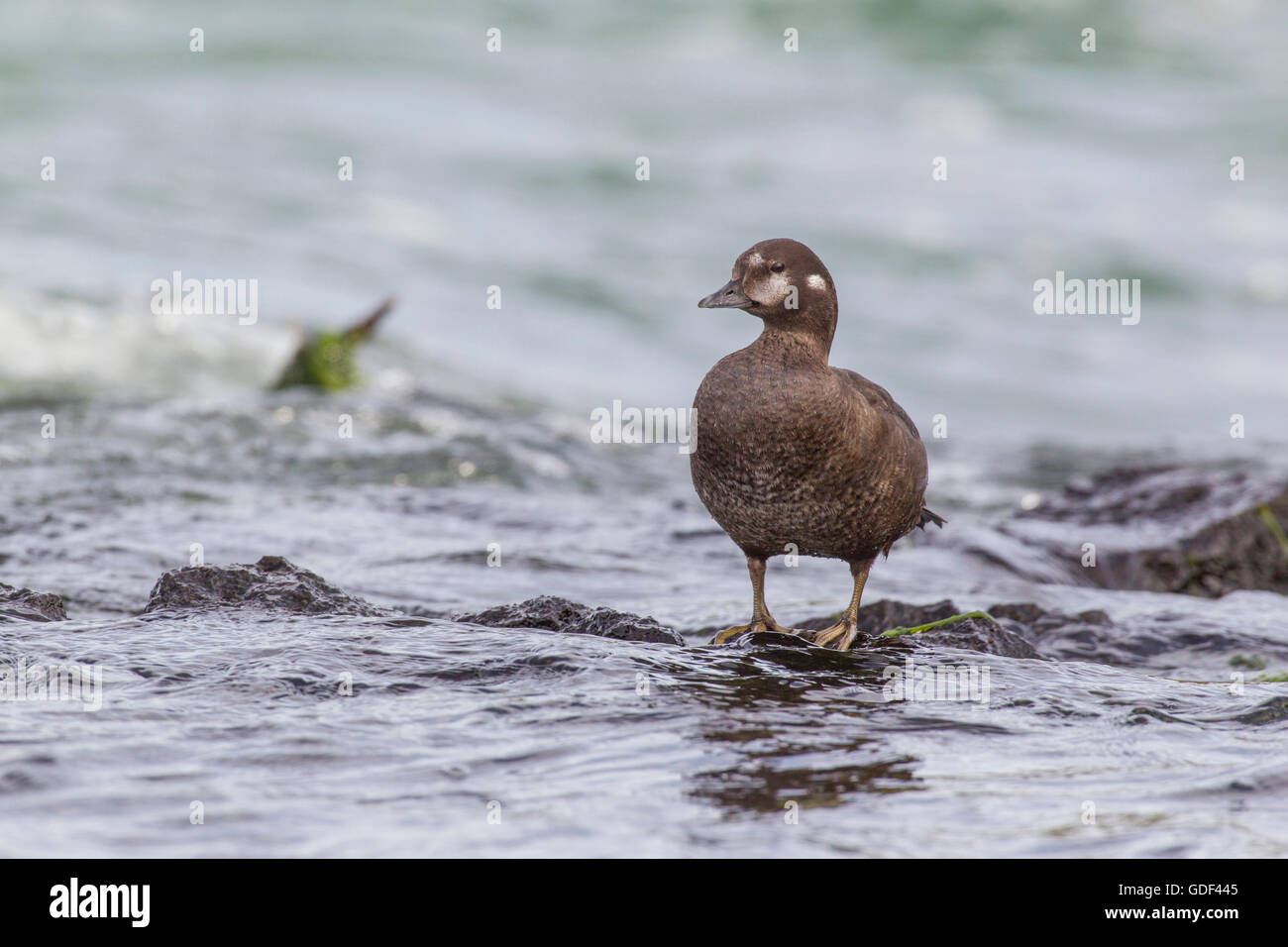 Harlequin duck, Iceland / (Histrionicus histrionicus Stock Photo - Alamy