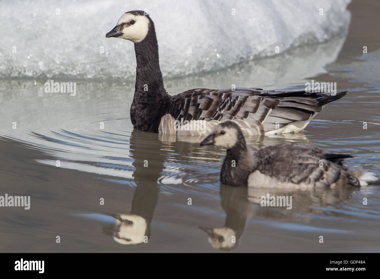 Barnacle goose, Iceland / (Branta leucopsis) Stock Photo
