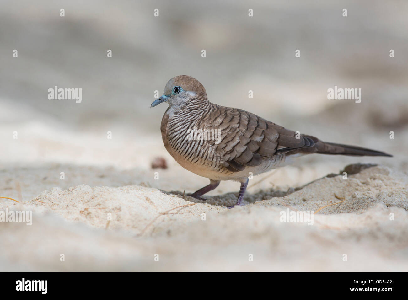Barred ground dove (Geopelia striata), Seychelles Stock Photo