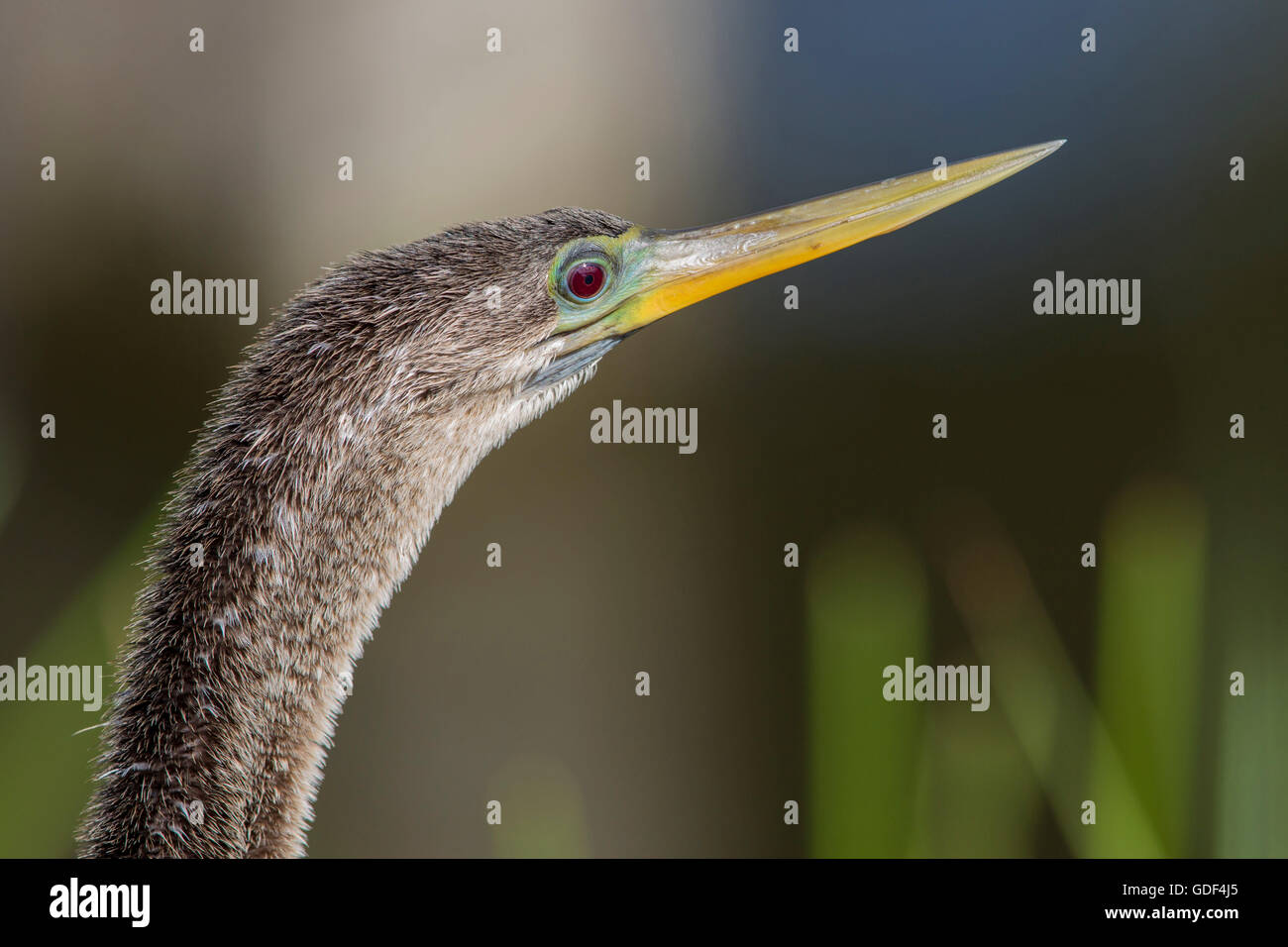 Anhinga, Florida/ (Anhinga anhinga Stock Photo - Alamy