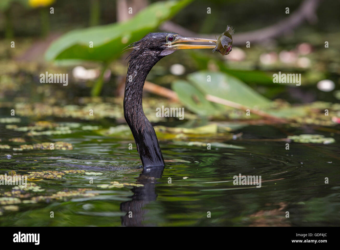 Anhinga, Florida/ (Anhinga anhinga Stock Photo - Alamy