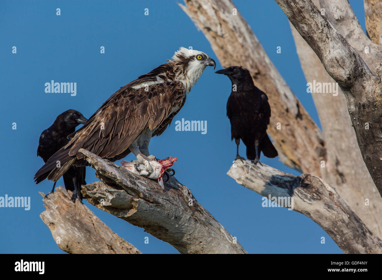 Osprey, Florida/ (Pandion haliaetus) Stock Photo