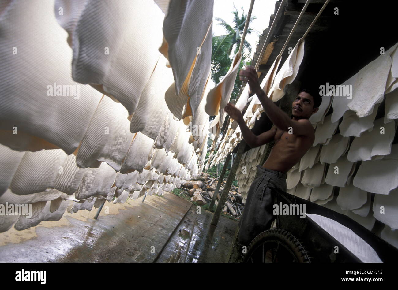 a rubber factory near the town of Hikkaduwa in the southwest of Sri Lanka in Asien. Stock Photo