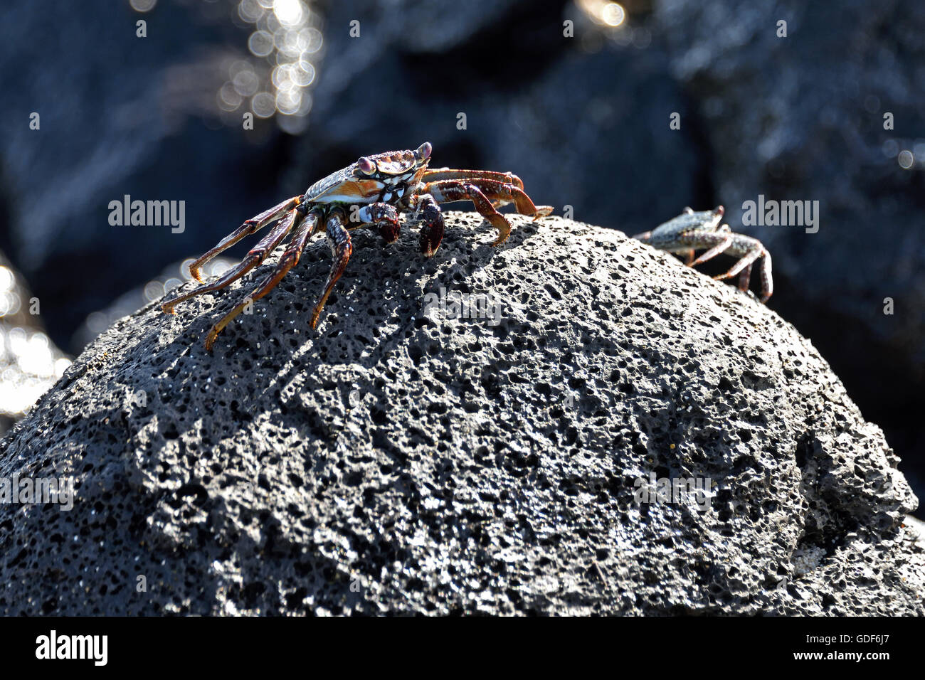 An Ascension Island Crab (Grapsus adscensionis) on a rock on a beach on Ascension Island Stock Photo