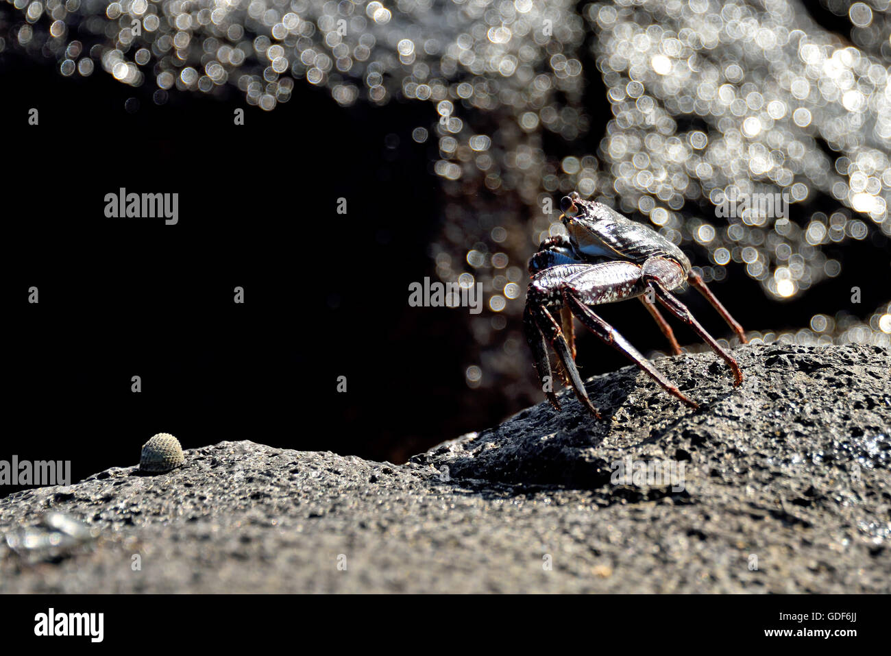 An Ascension Island Crab (Grapsus adscensionis) on a rock on a beach on Ascension Island Stock Photo