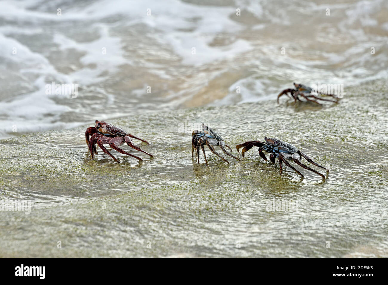 A group of Ascension Island Crabs (Grapsus adscensionis) on a rock on a beach on Ascension Island Stock Photo