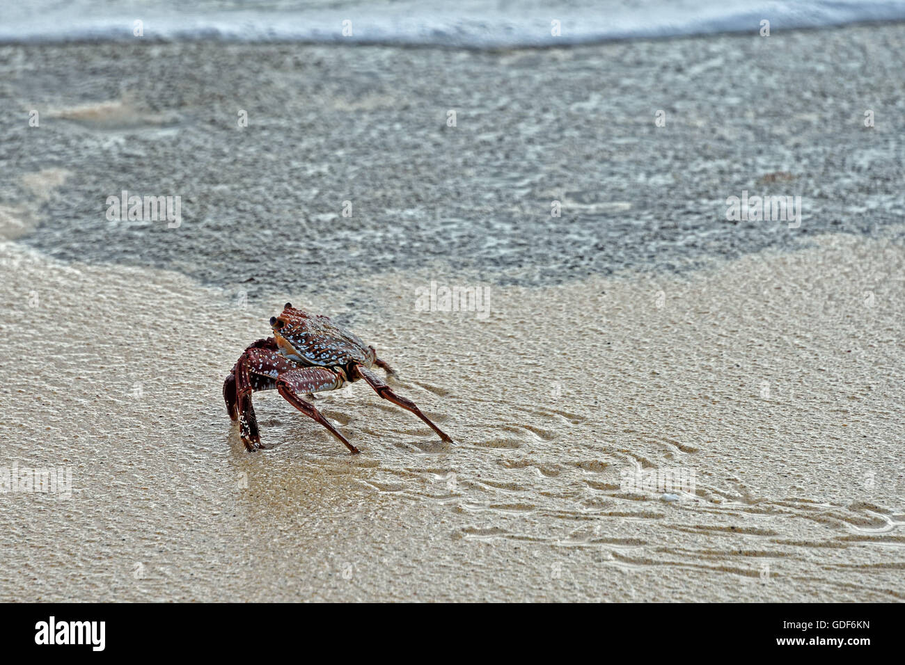 An Ascension Island Crab (Grapsus adscensionis) on a beach on Ascension Island Stock Photo