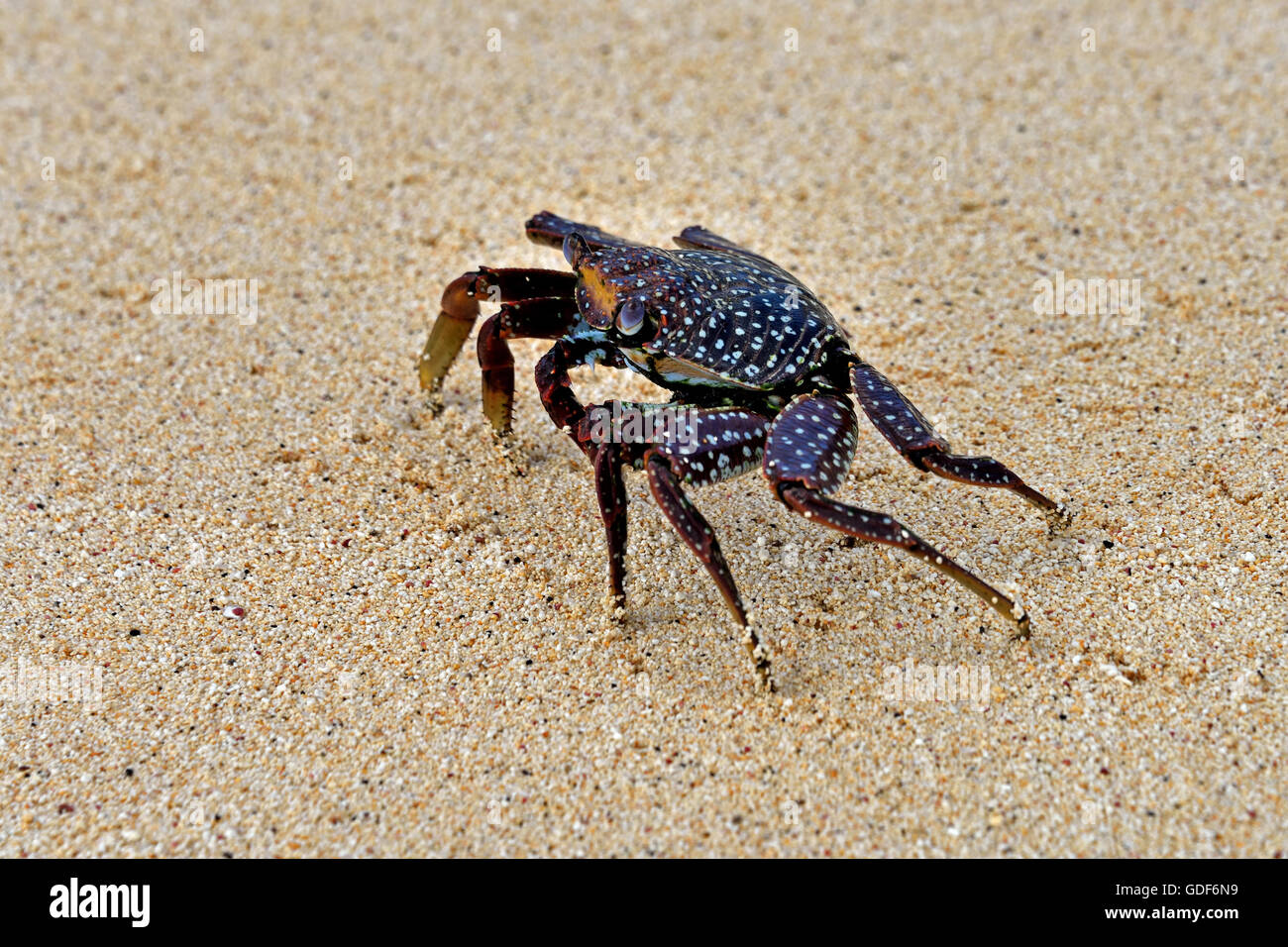 An Ascension Island Crab (Grapsus adscensionis) on a sandy beach on Ascension Island Stock Photo
