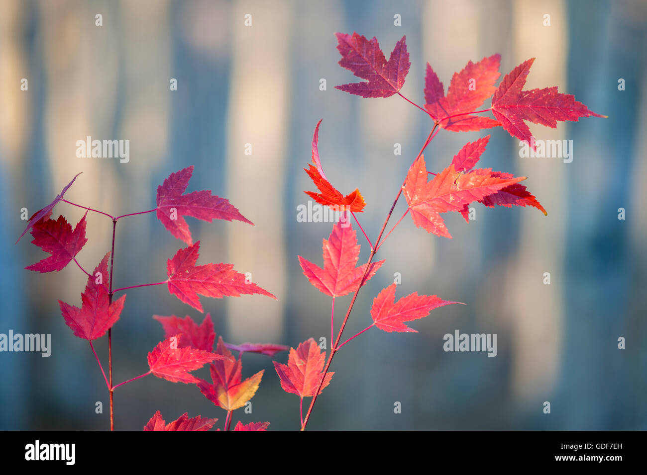 Aspen trees with maple leaves in the fall Stock Photo - Alamy