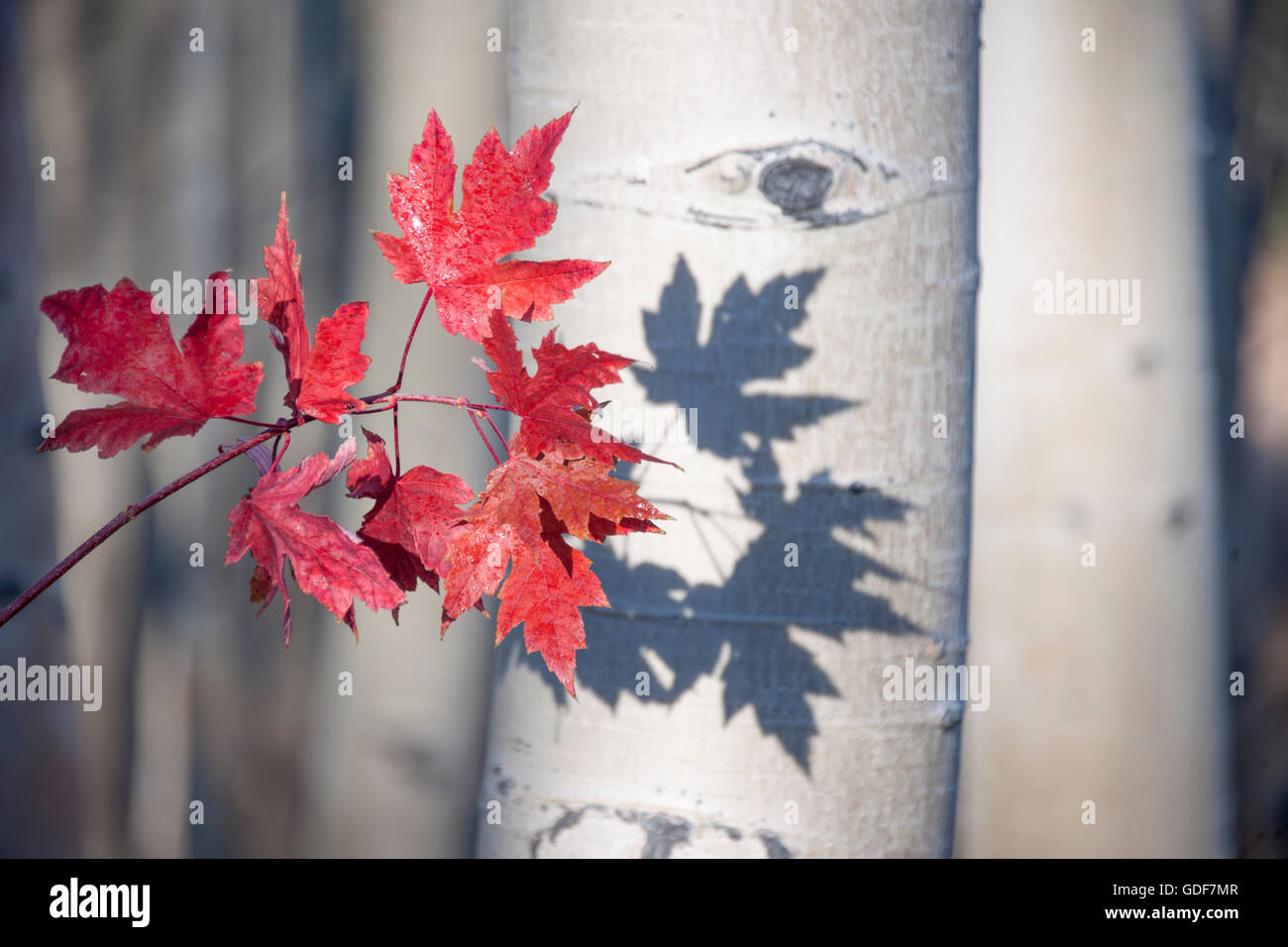 Aspen trees with maple leaves in the fall Stock Photo - Alamy