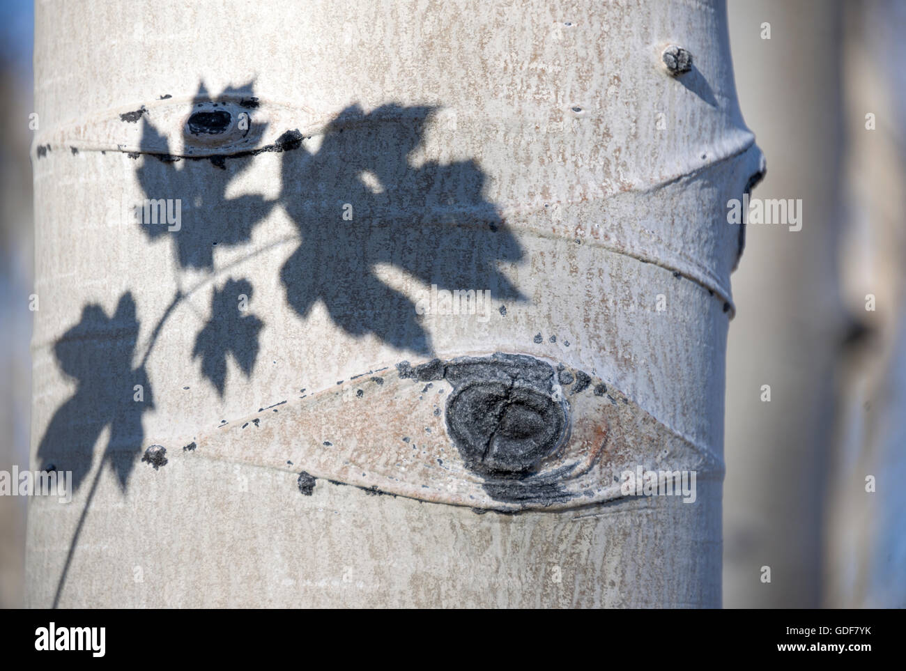 Aspen trees with maple leaves in the fall Stock Photo - Alamy