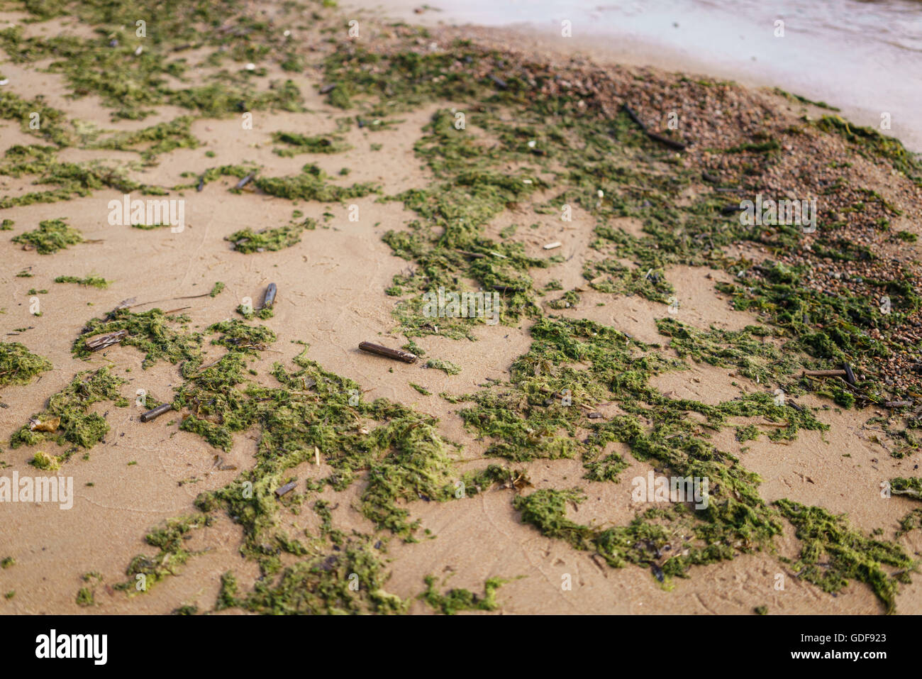 green seaweed on sand on sea shore Stock Photo