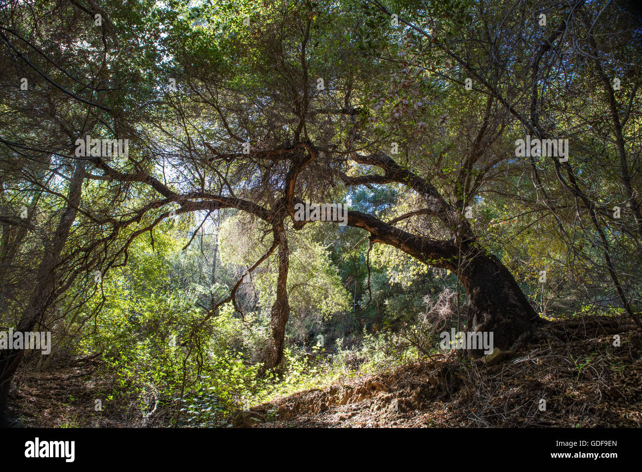 Old oak tree hires stock photography and images Alamy
