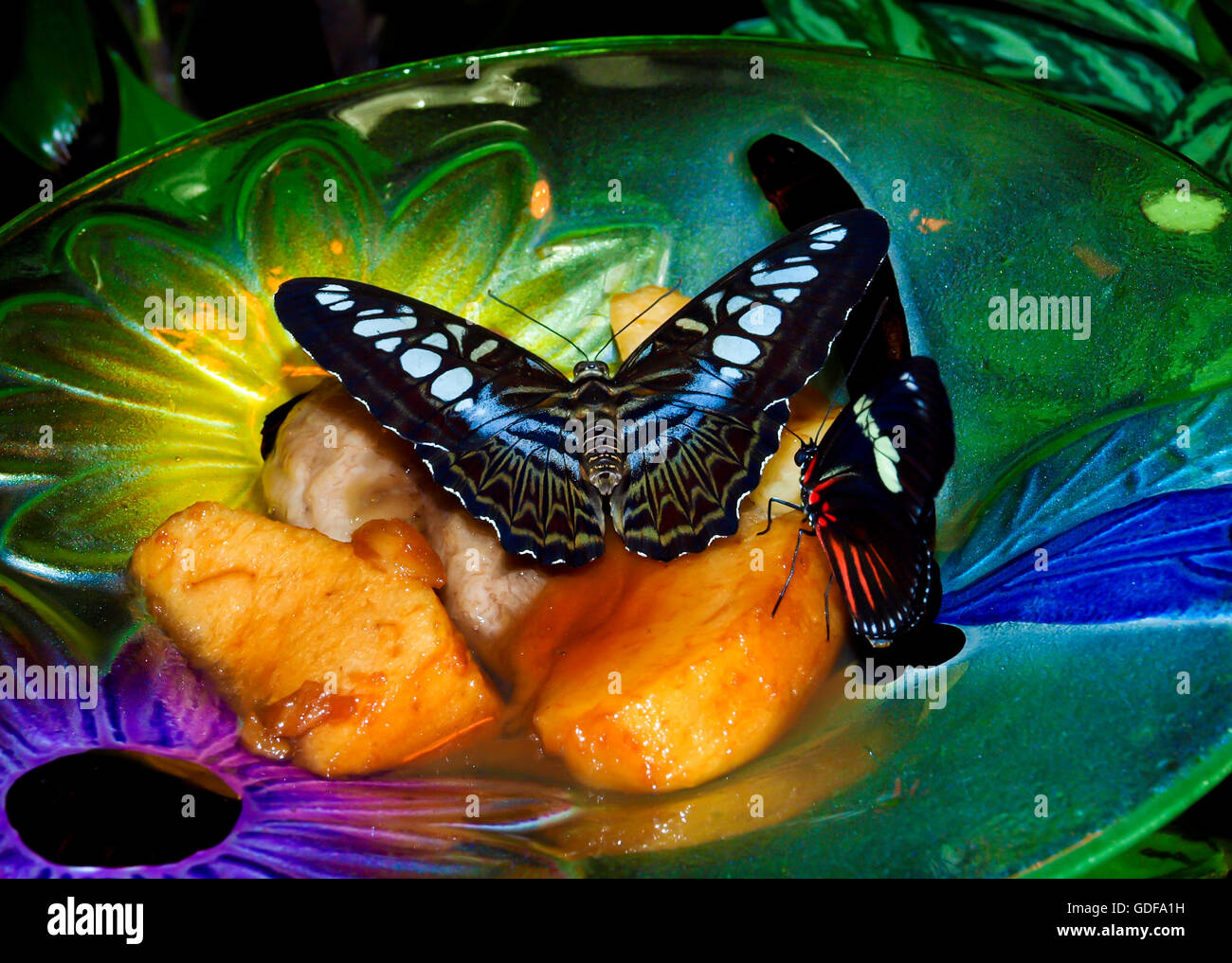 Two butterflies eating fruit Stock Photo Alamy
