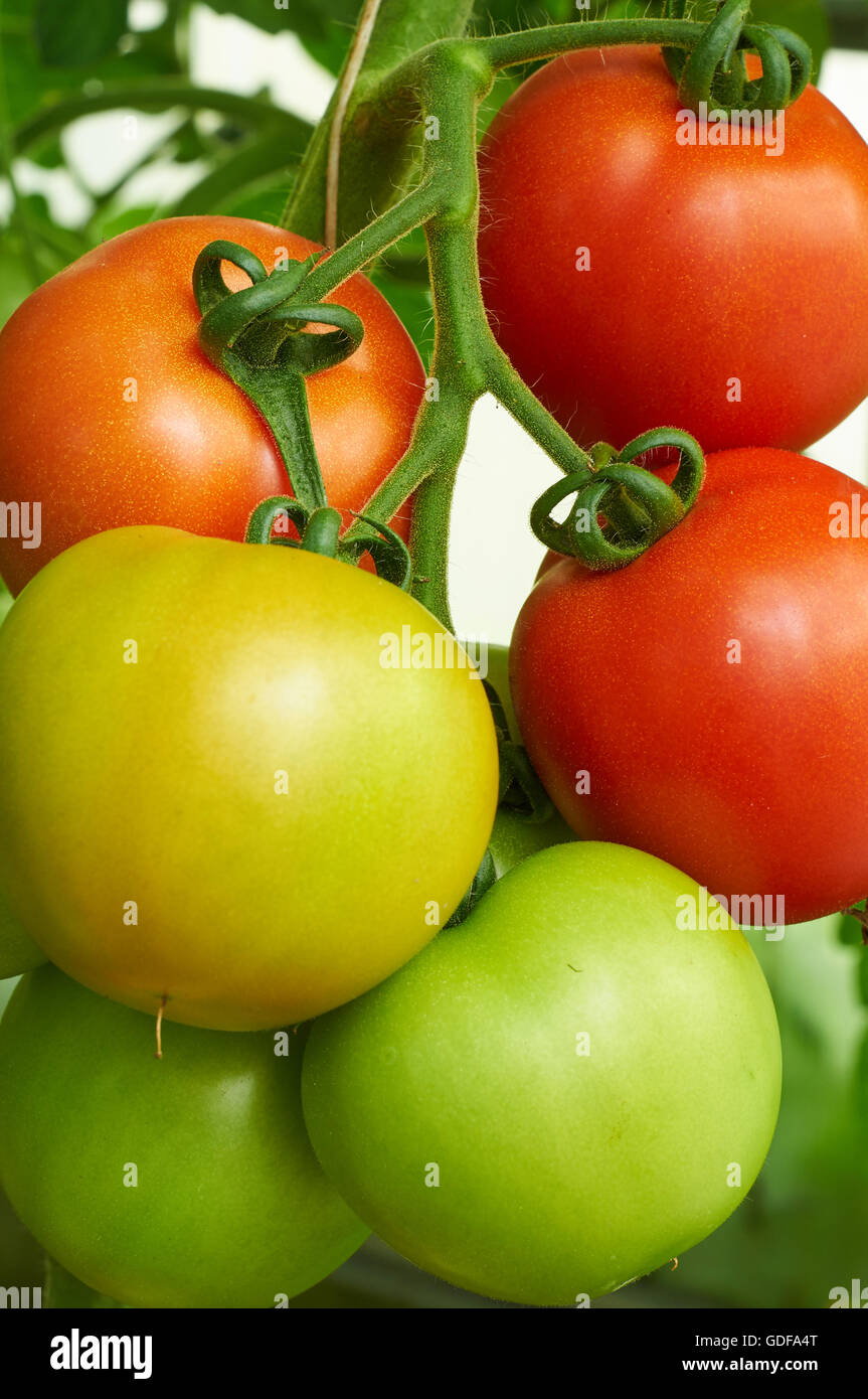 Red, yellow and green. Different stage of ripening tomatoes in one bunch Stock Photo