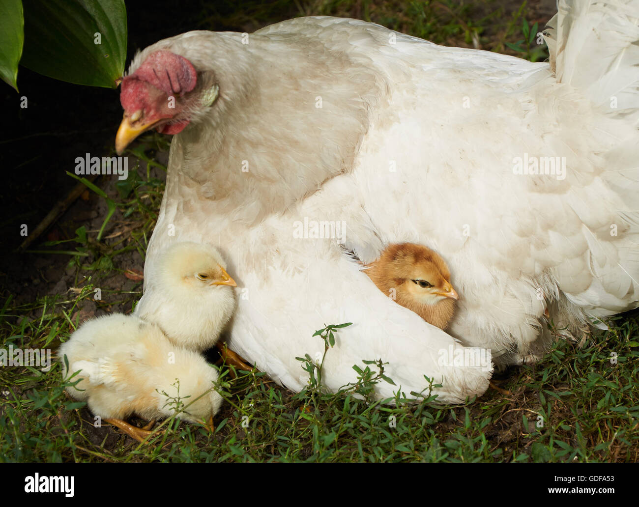https://c8.alamy.com/comp/GDFA53/little-chicks-near-the-hen-and-under-its-wing-GDFA53.jpg