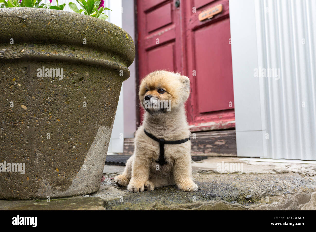 puppy sitting outside, Reykjavik, Iceland Stock Photo