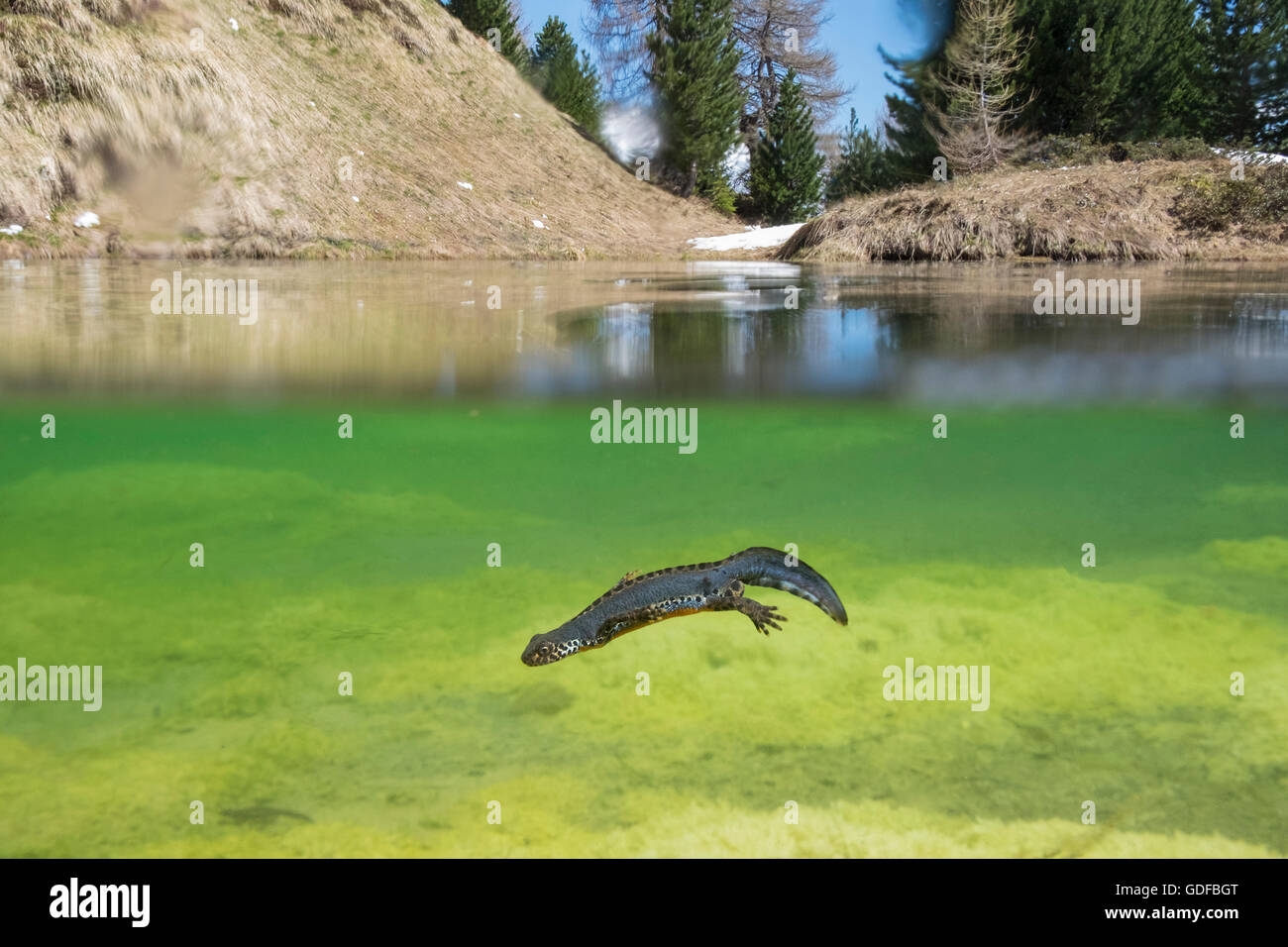 Alpine newt (Ichthyosaura alpestris), male, swimming underwater in a lake, Schmirntal, Tyrol, Austria Stock Photo