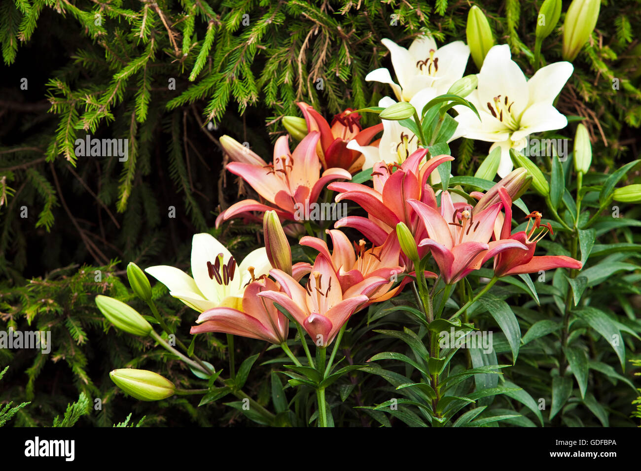 Lily cute hires stock photography and images Alamy