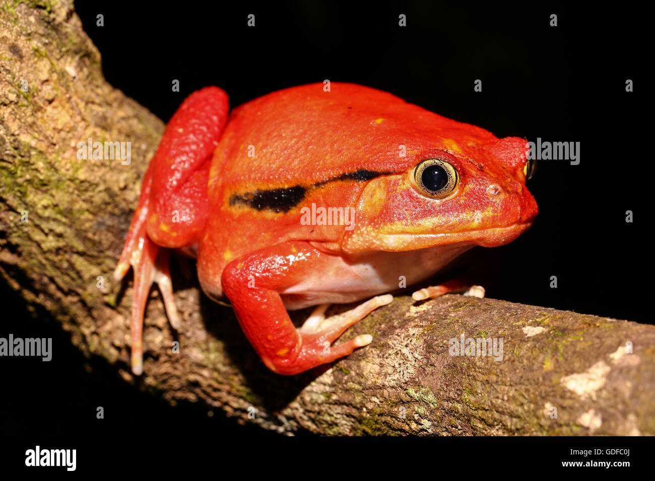 Tomatenfrosch (Dyscophus antongilii), Maroantsetra, Toamasina, Tamatave ...