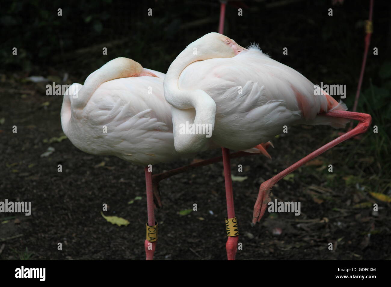 Pink Flamingos Stock Photo