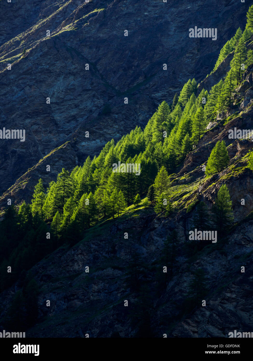 Sun light painting on the row of pine tree, making pine tree look outstanding from the background Stock Photo