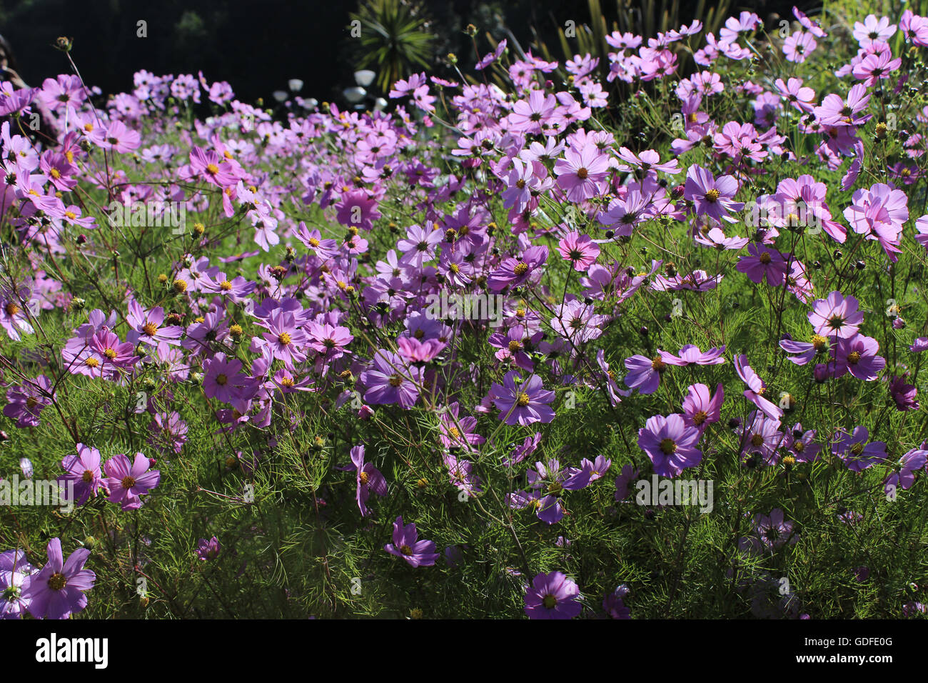 Flowers in the garden Stock Photo - Alamy