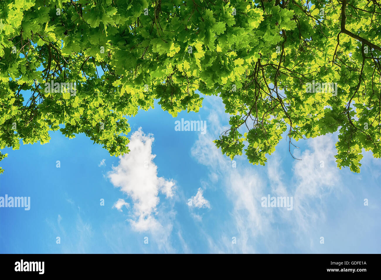 Green leaves and against the sky. Nature background Stock Photo - Alamy