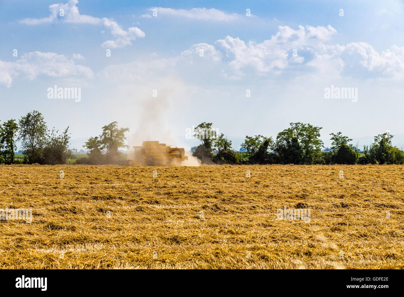 threshing machine in action in a field of wheat makes the harvest on a hot summer day, the harvester is in the background enveloped in a cloud of dust Stock Photo